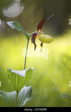 L'orchidée pantoufle de la dame jaune dans Hersbrucker Schweiz Banque D'Images