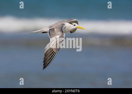 Sterne à crête supérieure (Thalasseus bergii, Sterna bergii), en vol au-dessus de la mer, Oman, Al Qurm Banque D'Images