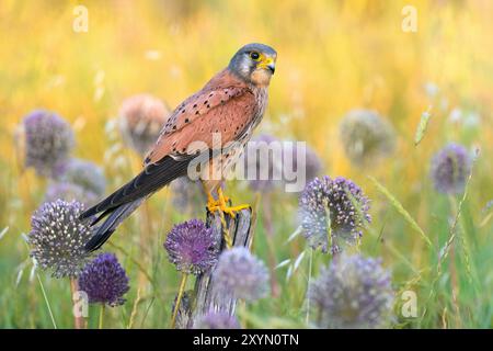 Cestrel européen, Cestrel eurasien, Cestrel de l'ancien monde, Cestrel commun (Falco tinnunculus), mâle perché sur un poteau en bois dans un champ agricole, il Banque D'Images