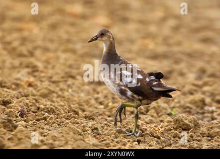 Moorhen (Gallinula chloropus), oiseau immature perché sur un acre, vue de côté, Italie, Toscane, lac Peretola, Firenze Banque D'Images