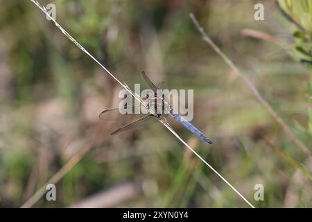 Skimmer à quille ou Heathland Skimmer Dragonfly adulte mâle - Orthetrum coerulescens Banque D'Images