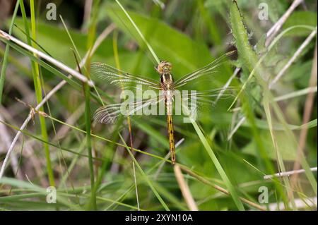 Skimmer à quille ou Heathland Skimmer Dragonfly femelle immature - Orthetrum coerulescens Banque D'Images