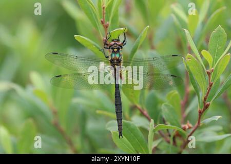 Emeraude du Nord ou Moorland Emerald Dragonfly mâle - Somatochlora arctica Banque D'Images