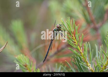 Émeraude du Nord ou Moorland Emerald Dragonfly mâle vue latérale - Somatochlora arctica Banque D'Images