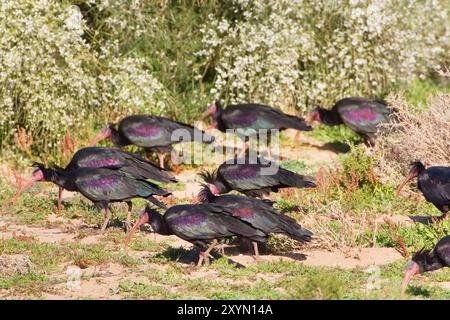 Hermit ibis, Nothern Bald Ibis (Geronticus eremita), groupe sur le terrain, Maroc Banque D'Images