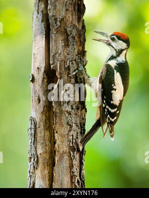 Grand pic tacheté (Picoides major, Dendrocopos major), juvénile perché sur un tronc d'arbre mort, Italie, Toscane, Piana fiorentina ; Stagno della Q Banque D'Images