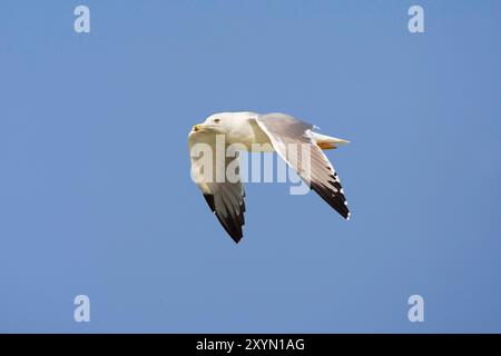 Mouette de Baraba (Larus cachinnans barabensis, Larus barabensis), en vol, en plumage hivernal, Oman, Al Qurm Banque D'Images