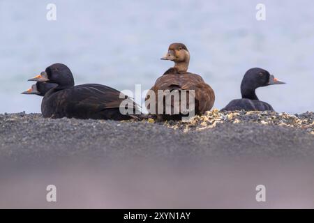 Meunier noir (Melanitta nigra), quatre meunier noir reposant sur le rivage, une femelle regardant en arrière, et trois mâles adultes, Islande, Nordurland, Mývatn Banque D'Images