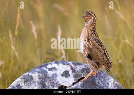 Caille commune (Coturnix coturnix), chantant mâle perché sur un rocher, Italie, Ombrie Banque D'Images