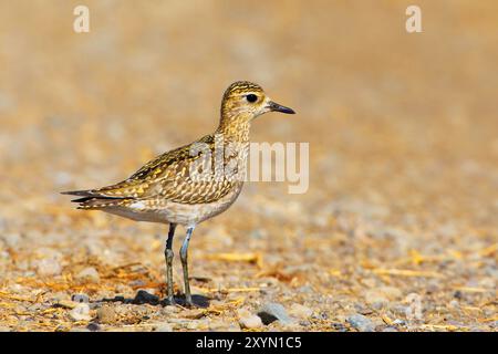 Pluvialis fulva (pluvialis fulva), juvénile au sol, Oman, Al Batinah Banque D'Images