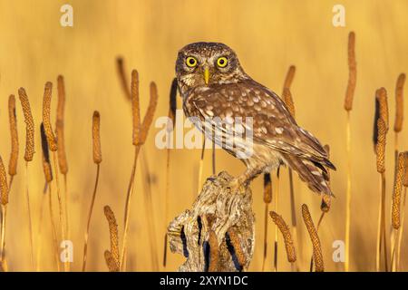 Petit hibou (Athene noctua), perché sur un vieux poteau en bois sur l'herbe, Italie, Toscane Banque D'Images