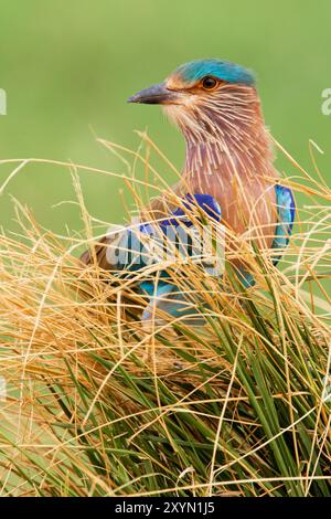 Rouleau indien (Coracias benghalensis), assis sur l'herbe, Oman, Sohar Banque D'Images