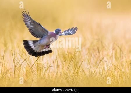 Pigeon de bois, pigeon de bois commun (Columba palumbus), atterrissage sur herbe, Italie, Toscane Banque D'Images