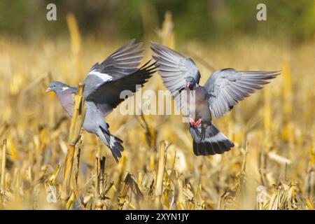 Pigeon des bois (Columba palumbus), débarquement en champ, Italie, Toscane Banque D'Images