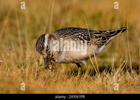 Dotterel, dotterel rapide (Charadrius morinellus, Eudromias morinellus), juvénile au sol, butinage, Italie, Toscane Banque D'Images