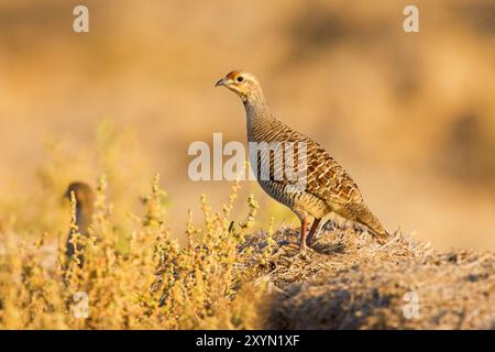 Francolin gris indien, francolin gris, perdrix gris (Francolinus pondicerianus), debout sur le sol, Oman, Sohar Banque D'Images