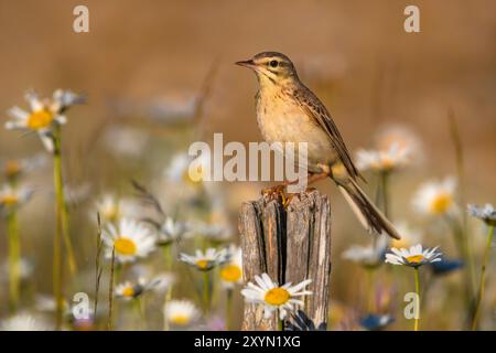 Pitpit Tawny (Anthus campestris), perché sur un poteau en bois entre camomille fleurie, France, Provence Banque D'Images