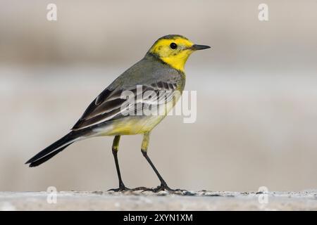 citrine wagtail (Motacilla citreola), homme assis sur le sol, Oman, Al Batinah Banque D'Images