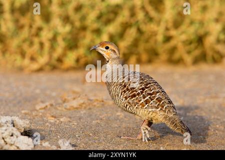 Francolin gris indien, francolin gris, perdrix gris (Francolinus pondicerianus), debout sur le sol, Oman, Sohar Banque D'Images