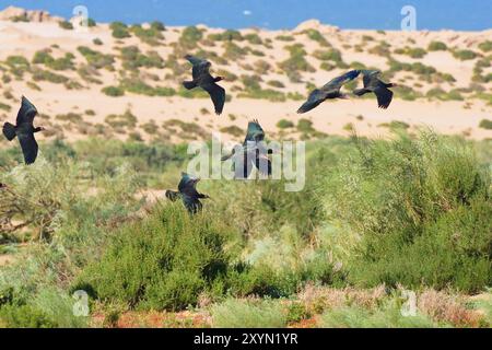 Hermit ibis, Nothern Bald Ibis (Geronticus eremita), groupe en vol, Maroc Banque D'Images