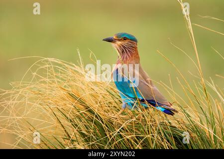 Rouleau indien (Coracias benghalensis), assis sur l'herbe, Oman, Sohar Banque D'Images