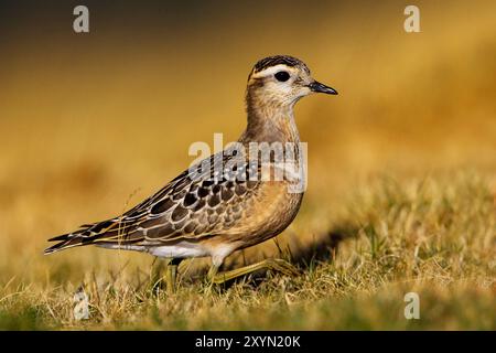 Dotterel, dotterel rapide (Charadrius morinellus, Eudromias morinellus), juvénile au sol, Italie, Toscane Banque D'Images