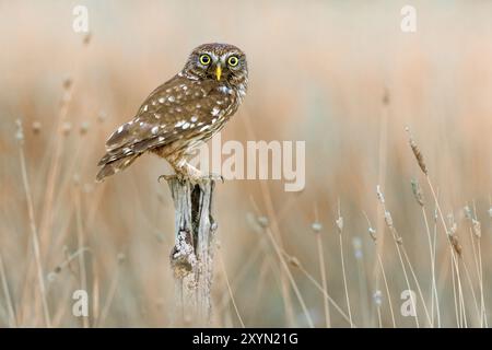 Petit hibou (Athene noctua), perché sur un vieux poteau en bois sur l'herbe, Italie, Toscane Banque D'Images