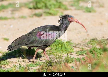 Hermit ibis, Nothern Bald Ibis (Geronticus eremita), au sol, Maroc Banque D'Images