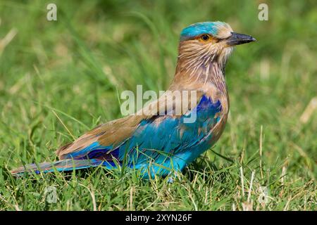 Rouleau indien (Coracias benghalensis), perché dans l'herbe, Oman, Al Batinah Banque D'Images
