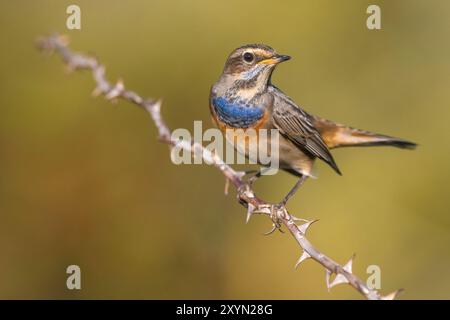 Bleuet (Luscinia svecica, Cyanosylvia svecia), mâle assis sur une branche épineuse, Italie, Toscane Banque D'Images