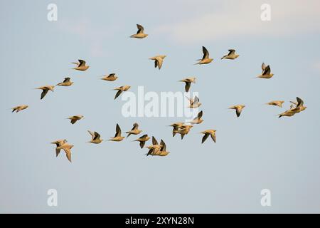 Sabrise tacheté (Pterocles senegallus), troupeau volant, vue de côté, Égypte, Sinaï Banque D'Images