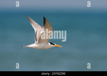 Sterne à crête inférieure (Thalasseus bengalensis, Sterna bengalensis), juvénile en vol à la plage, Oman, Al Qurm Banque D'Images