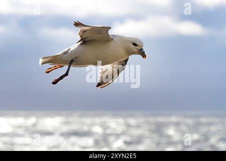 Paruline d'Audubon, fulmar du Nord, fulmar arctique (Fulmarus glacialis audubonii, Fulmarus audubonii), survolant la mer, Islande, Nordurland, Hamars Banque D'Images