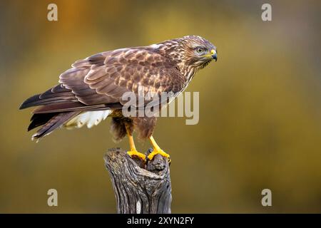 Buzzard eurasien, buzzard commun (Buteo buteo), perché sur un tronc d'arbre brisé, vue de côté, Italie, Toscane Banque D'Images