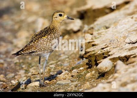 Pluvialis fulva (pluvialis fulva), juvénile au sol, Oman, Al Batinah Banque D'Images