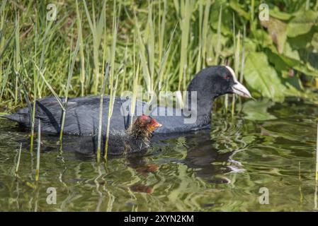 Den Helder, pays-Bas, mai 2022. Coot avec Young Banque D'Images