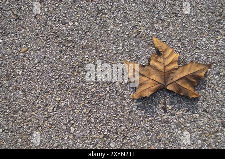 Photo d'une feuille sèche posée sur du béton Banque D'Images