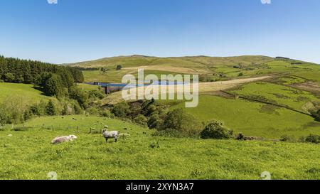 Moutons dans une prairie et le réservoir Dinas, près de Ponterwyd Dyfed, Ceredigion, pays de Galles, Royaume-Uni Banque D'Images