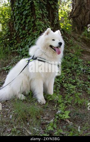 Portrait en corps entier d'un chien Samoyède fatigué portant un harnais et une laisse, reposant à l'ombre sur une petite colline herbeuse, la langue très longue sortie Banque D'Images
