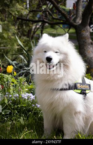 Chien samoyède heureux portant un harnais avec une étiquette nominative ‚Sonic‘, assis dans un jardin printanier à côté de tulipes jaunes et souriant les yeux à moitié fermés Banque D'Images