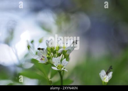 Cresson d'eau (Nasturtium officinale), également connu sous le nom de cresson, cresson d'eau dans le rétro-éclairage Banque D'Images