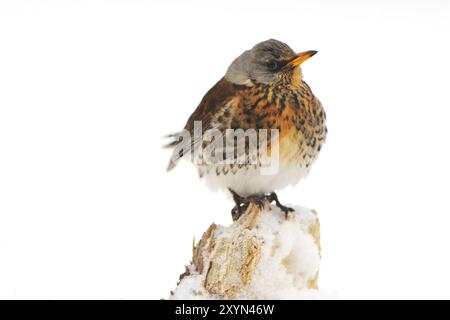 Fieldfare sur une branche, en hiver. Fieldfare, Turdus pilaris Banque D'Images