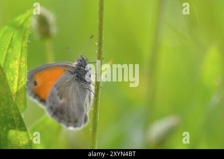 Petit oiseau de prairie sur un plantain de prairie. Petite lande sur une prairie Banque D'Images