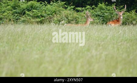 Summer UK, paire de pierres de cerf en jachère dans Meadow Banque D'Images