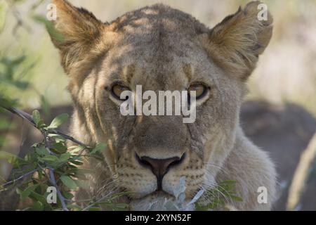 Portrait d'une lionne dans le parc national d'Etosha Banque D'Images