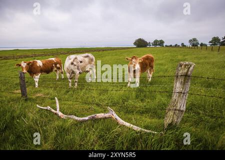 Trois vaches debout dans un pré vert Banque D'Images