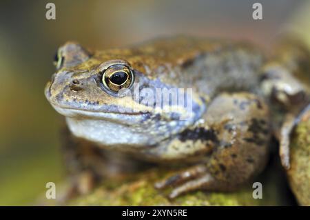 Grenouille commune femelle. Grenouille femelle d'herbe Banque D'Images