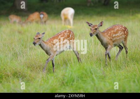 Cerf en jachère. Doe avec mollet. Cerf en jachère avec veau Banque D'Images