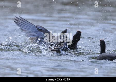 Eurasian Coot combattant pour le territoire, Black Coot, Fulica atra, Eurasian Coot Banque D'Images