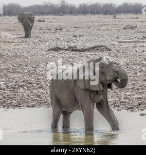 Un éléphant joue dans l'eau à un trou d'eau Banque D'Images